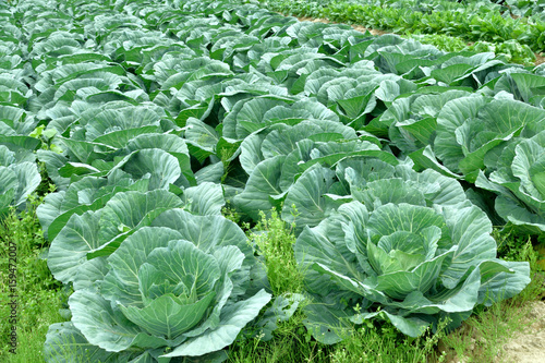 Cabbage patch.
