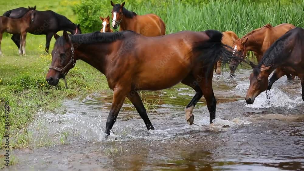 Horses are swimming in a pond in summer Horses are swimming in a pond in summer