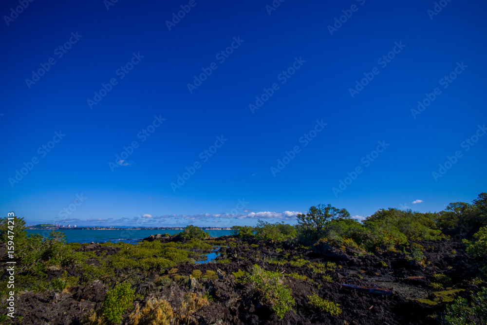 Beautiful landscape in volcanic Rangitoto island in Auckland, in a sunny day with a beautiful blue sky