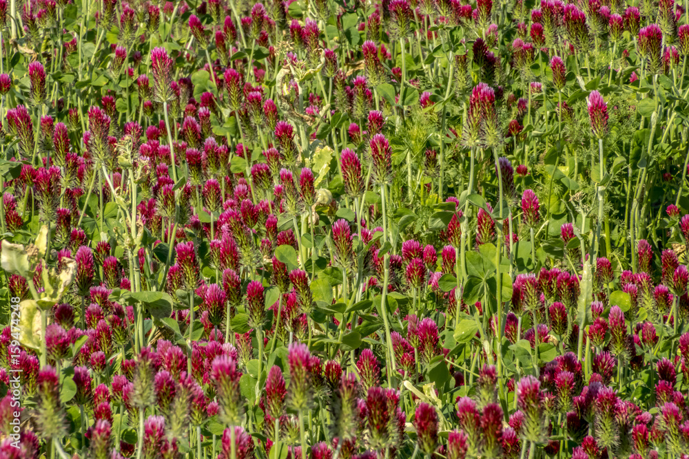 Trifolium incarnatum field