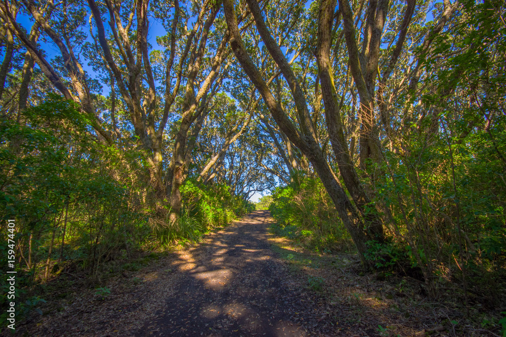 Beautiful passage way to the mountain at volcanic Rangitoto Island, in a sunny day perfect for hiking