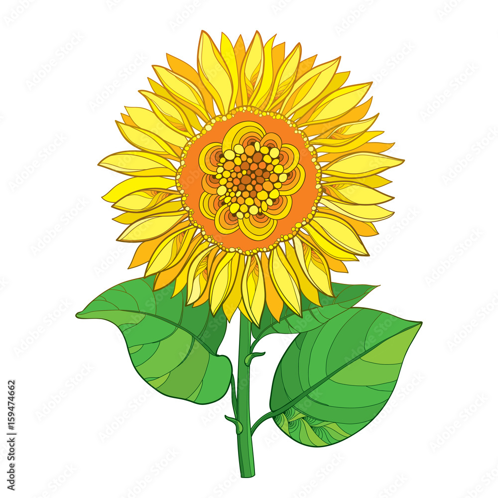 Fototapeta premium Vector stem with outline yellow Sunflower or Helianthus flower and green leaves isolated on white background. Floral elements in contour style with ornate open Sunflower for summer design.
