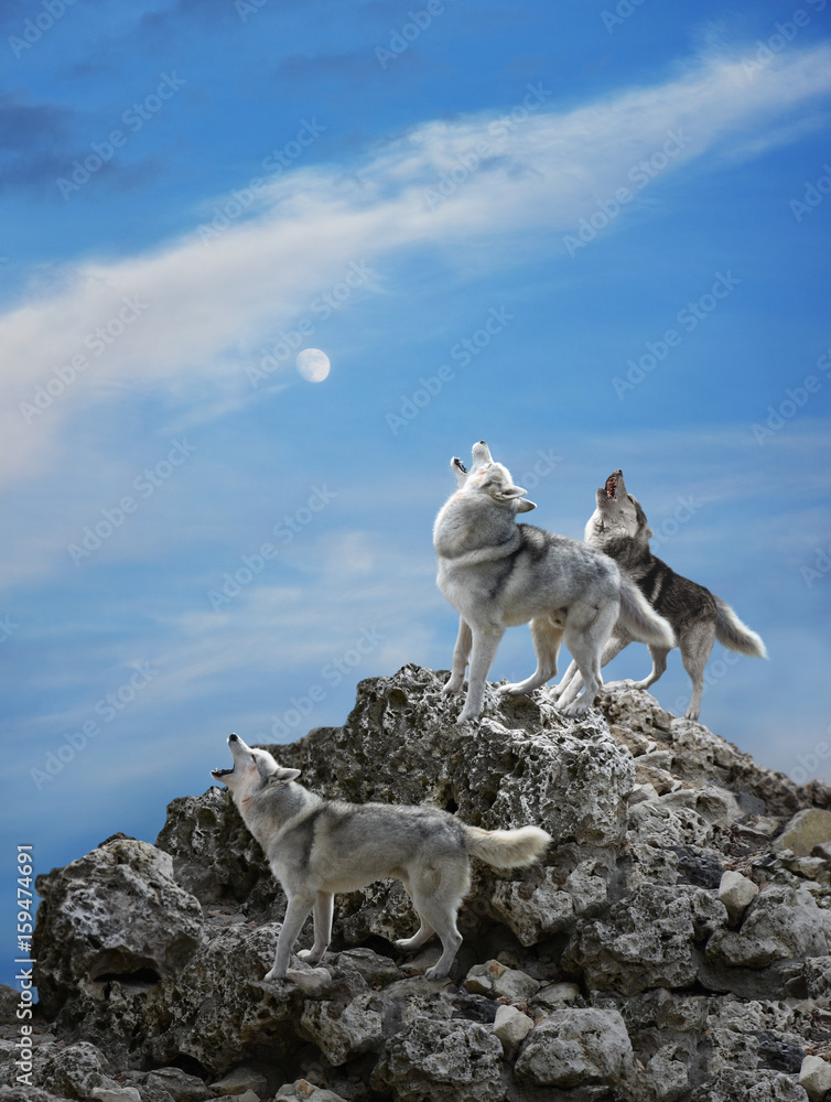 Obraz premium Trzy wilki śpiewają swoją uroczystą pieśń - wycie