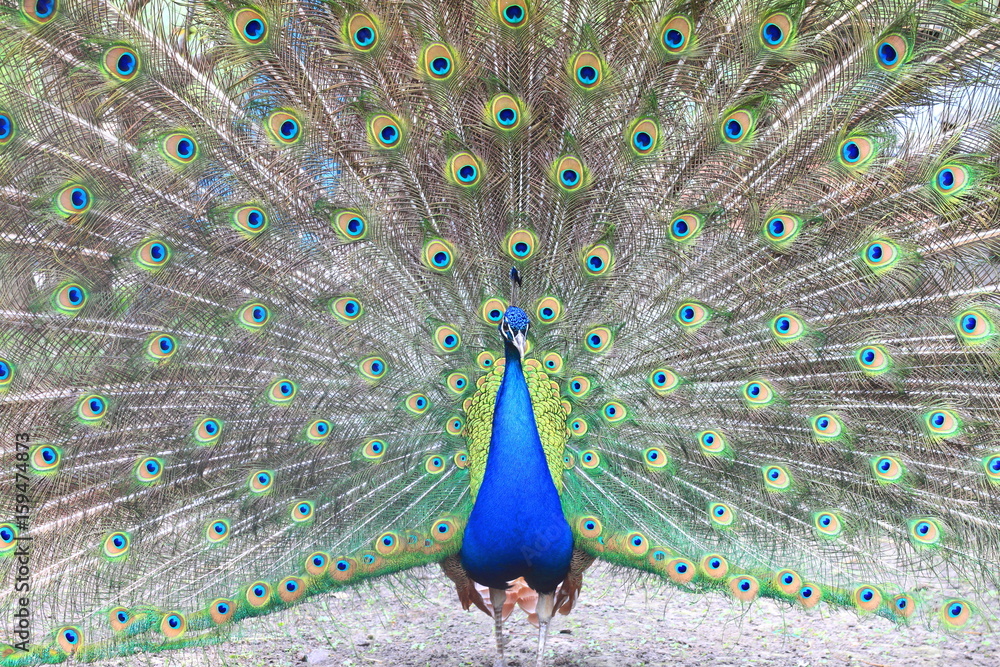 Naklejka premium Proud blue peacock showing beautiful feathers / peacock spreading its tail / peacock portrait / beautiful multicolored peacock