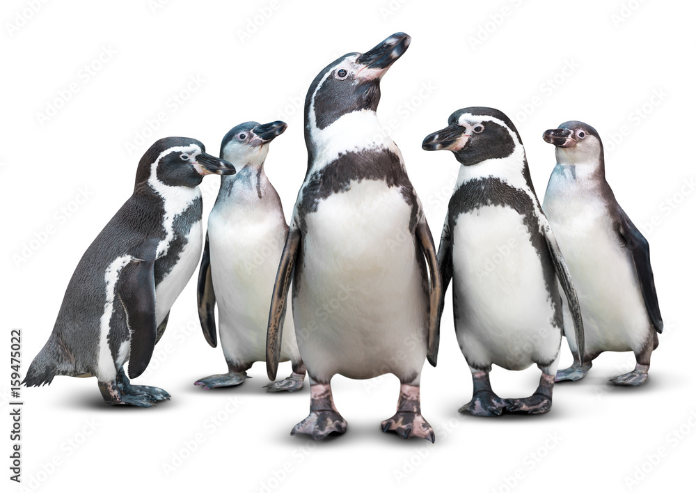 Naklejka premium Pingwin odizolowywający