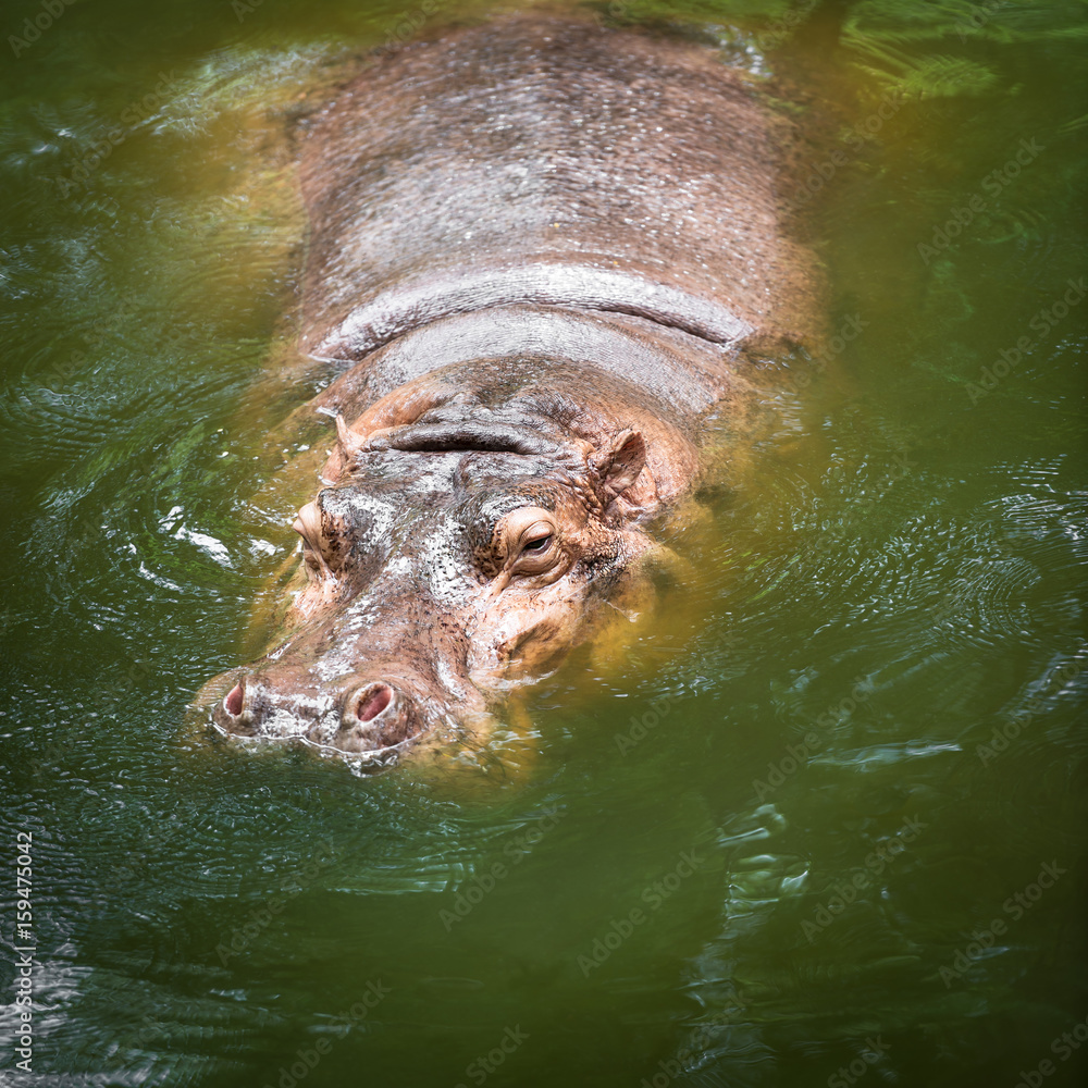 Fototapeta premium Hippopotamus