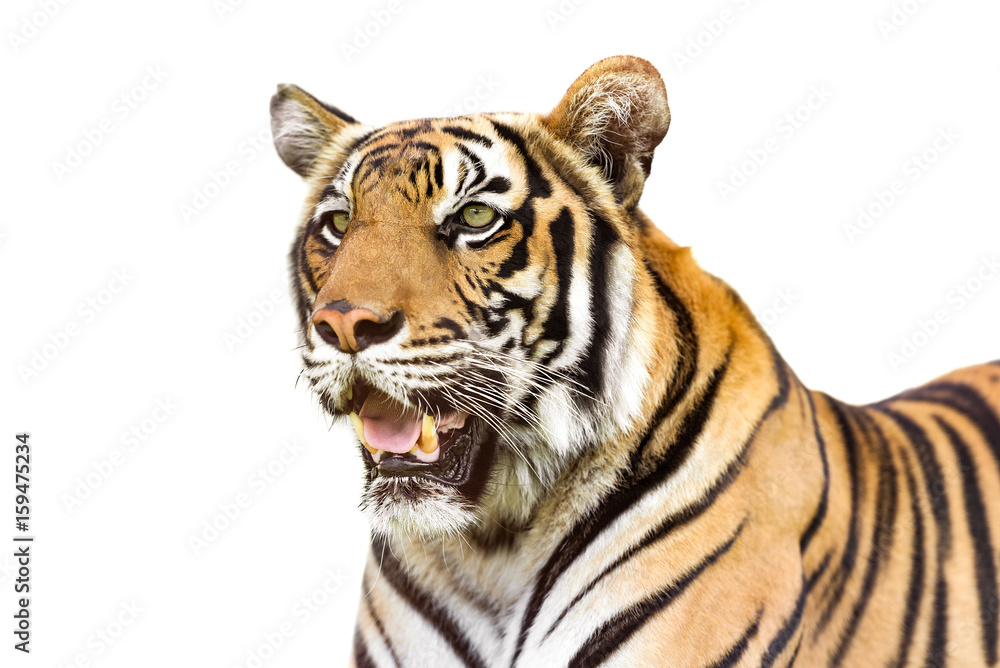 Fototapeta premium Siberian tiger