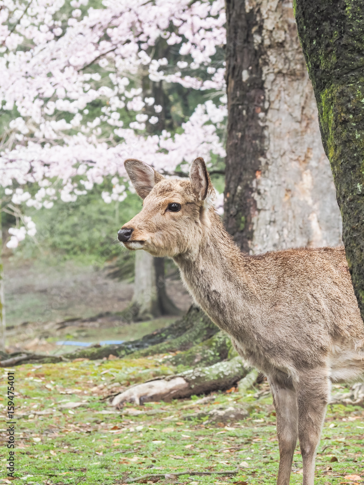 Cute deer with sakura tree in Nara Park, Nara City, Japan