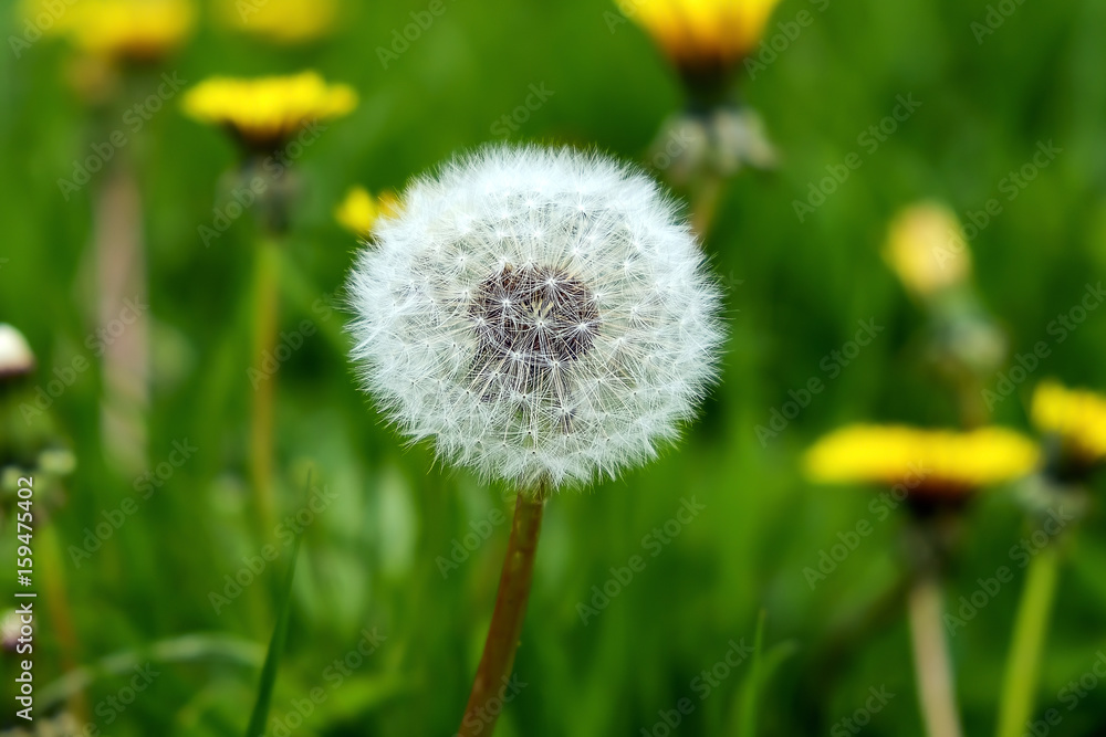 fluffy dandelion in a field close fluffy dandelion in a field close