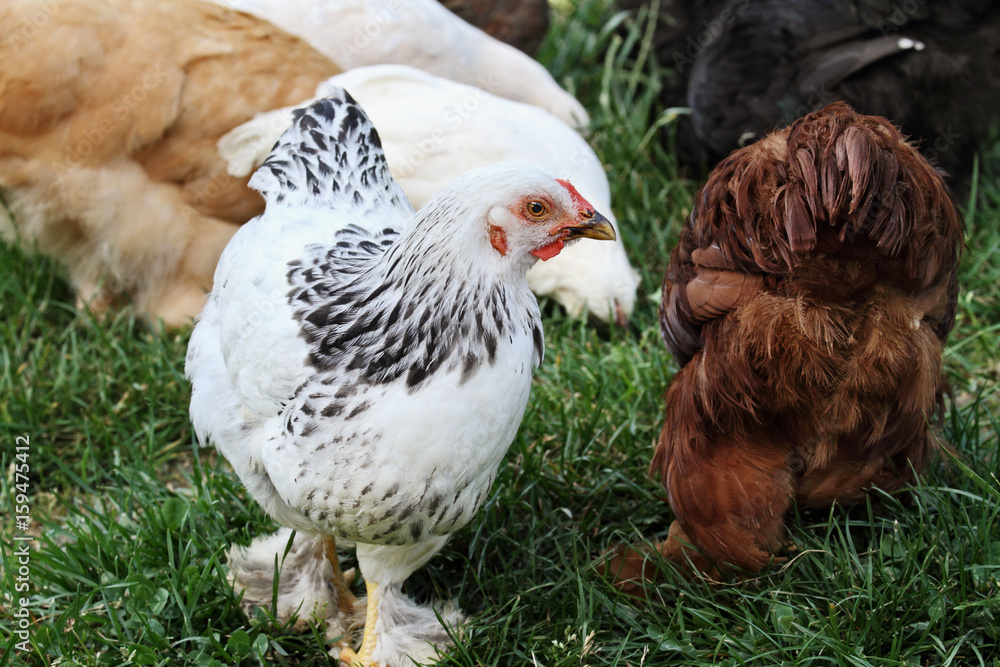 Fototapeta premium Free Range Organic Chickens in Summer