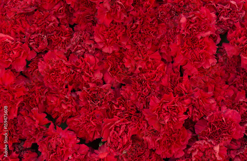Red carnation flowers background. Blossom texture. Summer pattern.