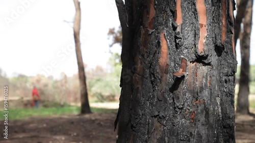 Burnt tree detail and  woman walking in the forest photo