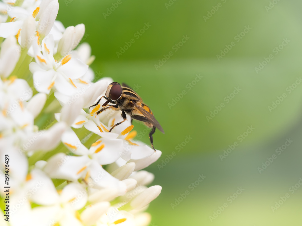 Little bee enjoy with Siamese White Ixora flowers. Macro close up. Little bee enjoy with Siamese White Ixora flowers. Macro close up.