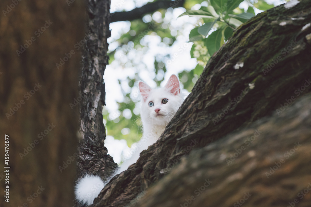 Obraz premium White cat playing on the tree.