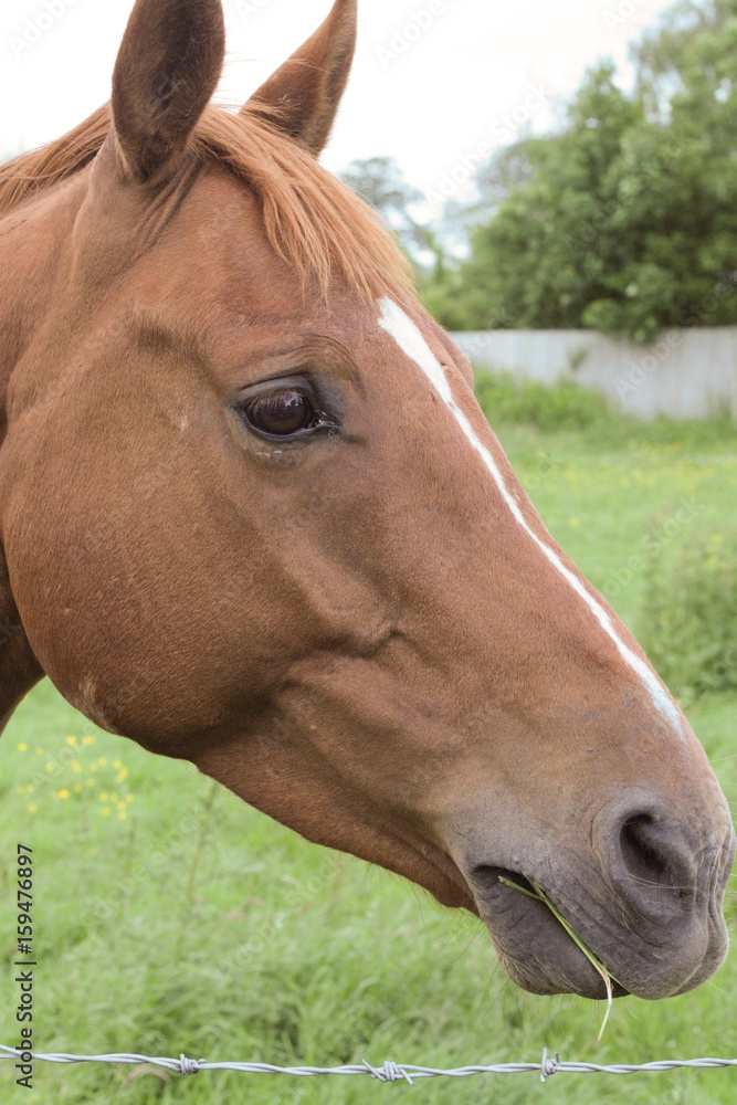 Obraz premium horse_right