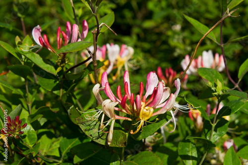 Flowers and leaves of Honeysuckle photo