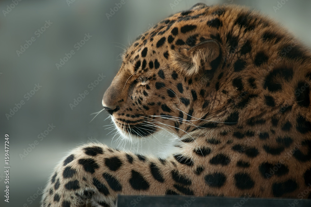 Fototapeta premium far eastern leopard portrait closeup