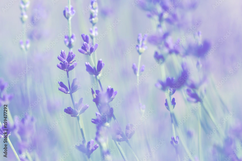 Naklejka premium blurred pale lavender summer background
