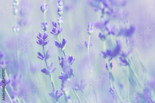 blurred  pale lavender summer background