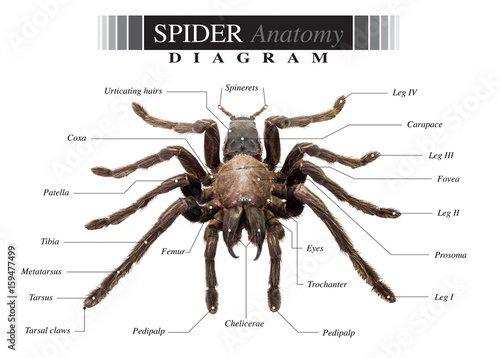 Spider diagram