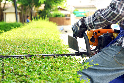 the gardener is trimming branches