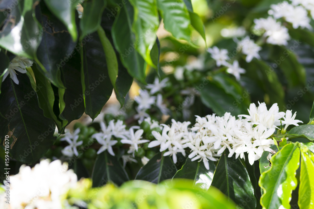 Organic Coffee tree blossom Organic Coffee tree blossom