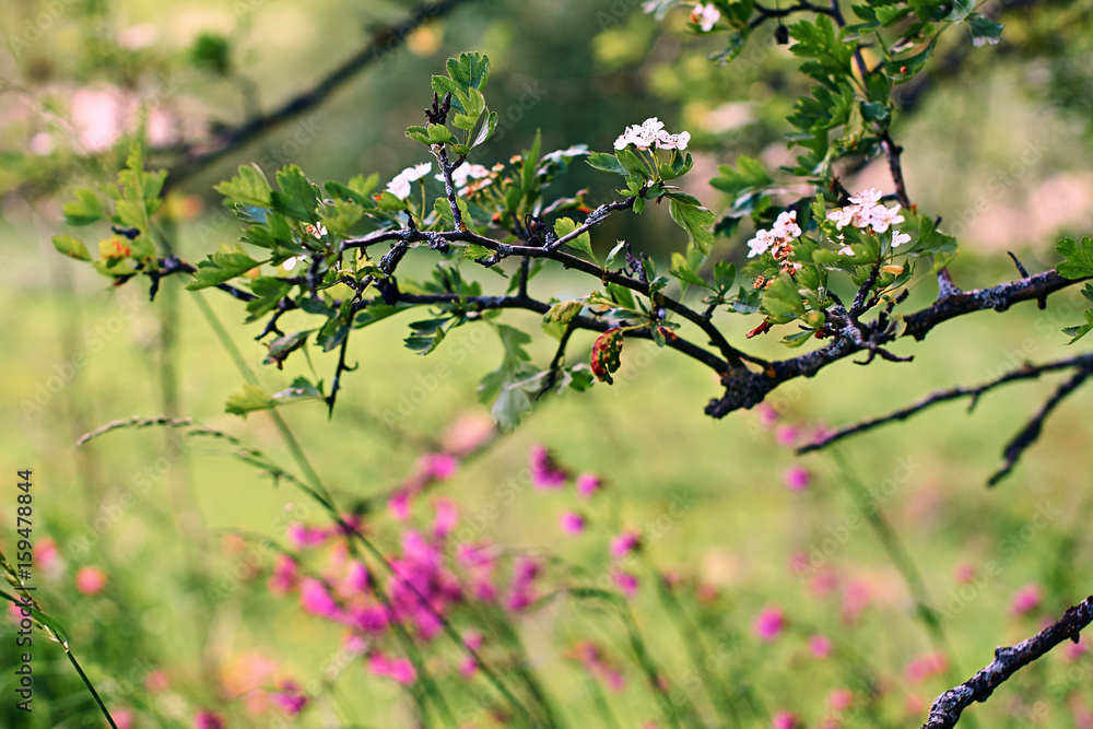 Branches of flowering hawthorn over a field of wild flowers