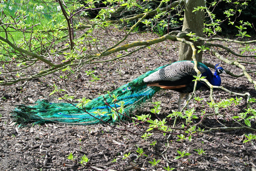 Naklejka premium peacock