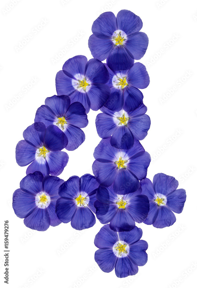 Arabic numeral 4, four, from blue flowers of flax, isolated on white background
