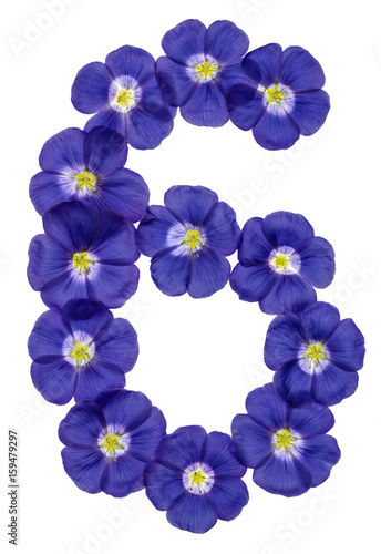Fototapeta Naklejka Na Ścianę i Meble -  Arabic numeral 6, six, from blue flowers of flax, isolated on white background