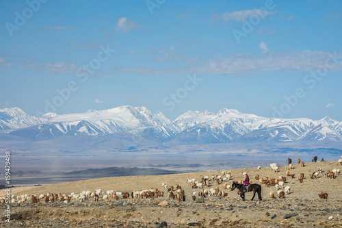 MONGOLIA - 22 MAY, 2017: Girl shepherd sitting on horse and shepherding herd of sheep in prairie with snow-capped mountains on background 