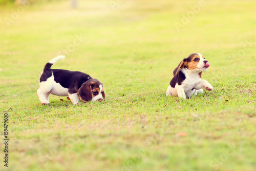Young Beagles playing in garden 