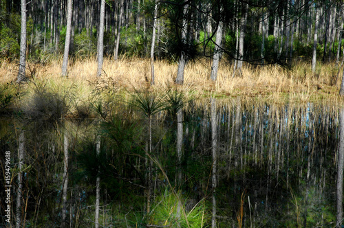 florida swamp land with water and trees