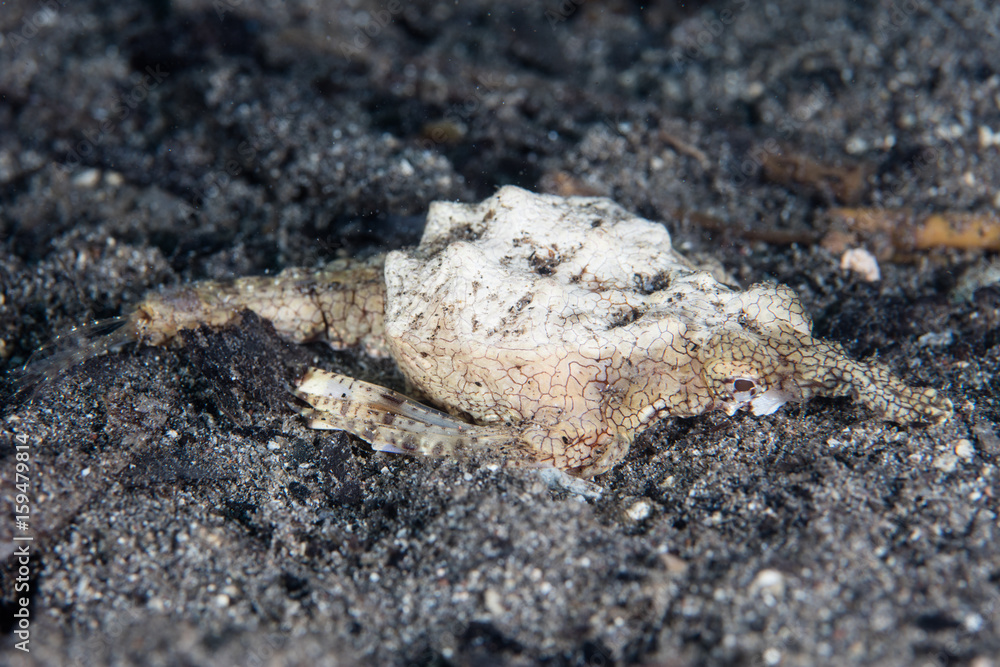 Dragon Sea Moth on Volcanic Sand in Indonesia Dragon Sea Moth on Volcanic Sand in Indonesia