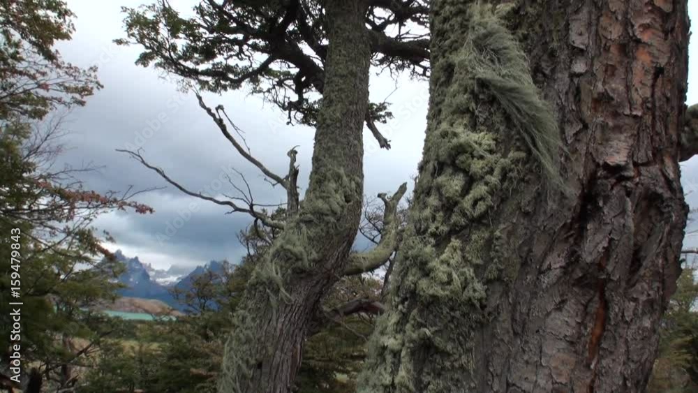 Mountain lake is seen in background through trees and forest in Patagonia. Unique landscape of wildlife. Beautiful nature background. Travel and tourism in picturesque world of stone rocks and hills. Mountain lake is seen in background through trees and forest in Patagonia. Unique landscape of wildlife. Beautiful nature background. Travel and tourism in picturesque world of stone rocks and hills.