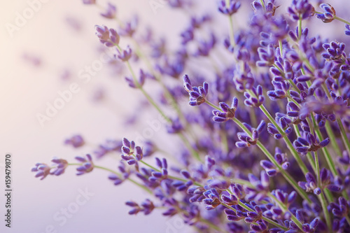 Branches of flowering lavender. Can be used as background