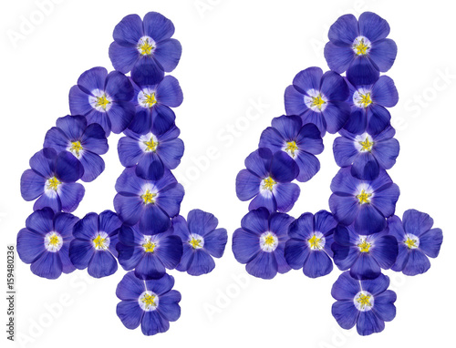 Arabic numeral 44, forty four, from blue flowers of flax, isolated on white background