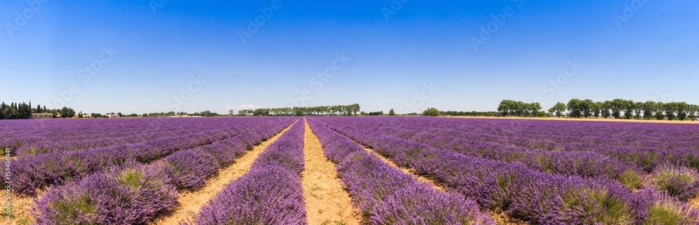 Panorama d'un champ de lavande en Provence, France