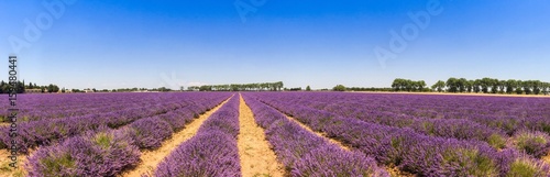 Panorama d'un champ de lavande en Provence, France