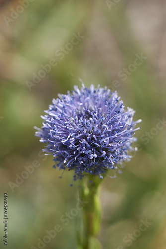 Globularia Punctata