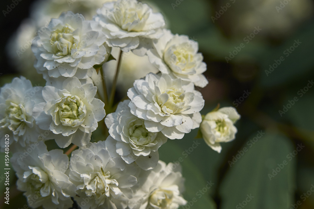 Spiraea cantoniensis lanceata Spiraea cantoniensis lanceata