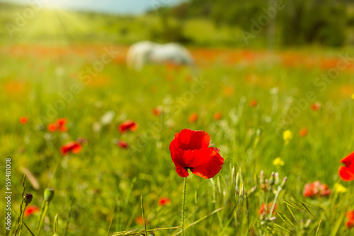 White horse in a field of blooming poppies © Okssi