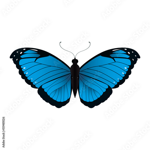 Beautiful Butterfly silhouette icon vector illustration graphic design
