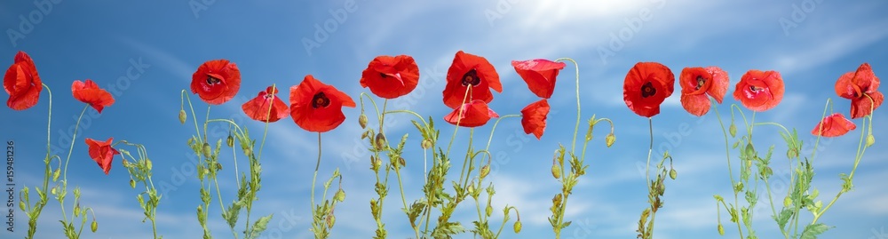 Panorama made of flowering red poppies against the blue sky. - obrazy, fototapety, plakaty 