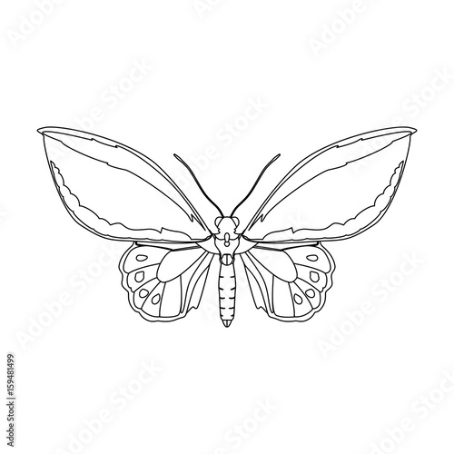 Beautiful Butterfly silhouette icon vector illustration graphic design