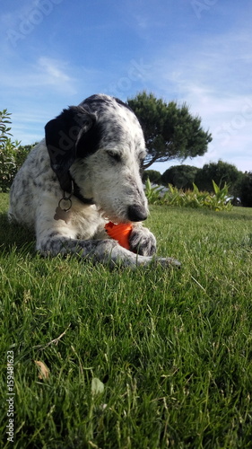 Happy senior dog Braque d'Auvergne mix breed playing in the grass with a dog toy