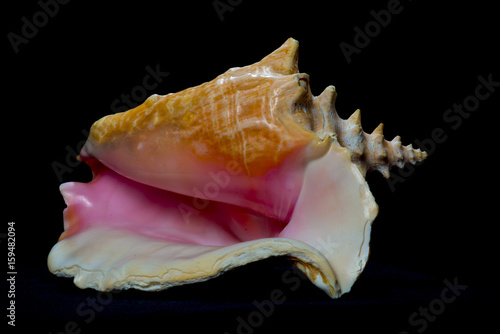 conch shell black background 