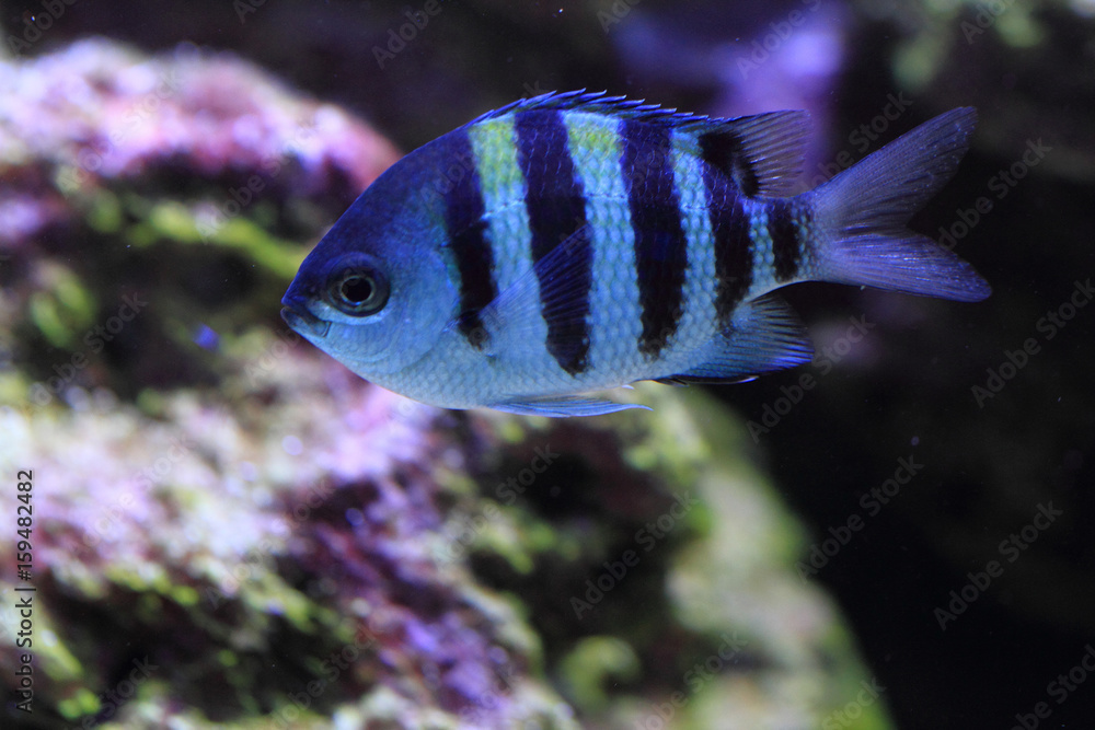 exotic sea fish exotic sea fish