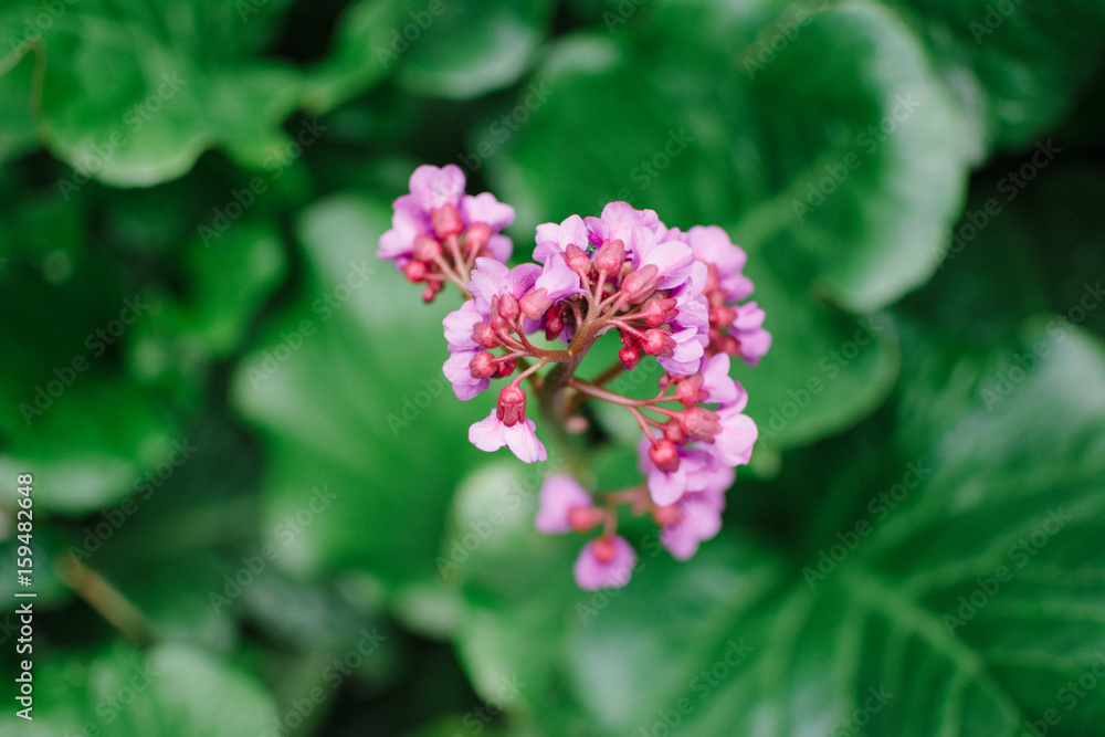 Pink flower with green leaves in the background Pink flower with green leaves in the background