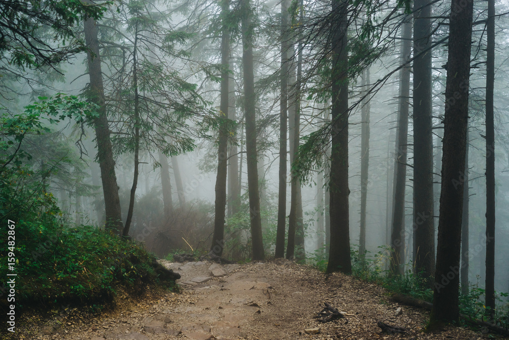 Fototapeta premium Misty mountain forest on the way to Sarnia Rock, Tatra Mountains